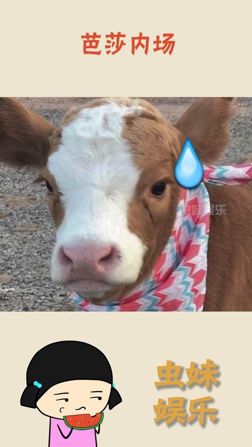 娱乐吃瓜酱分享一些可爱,娱乐吃瓜酱的甜蜜分享时光